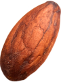 cacao1